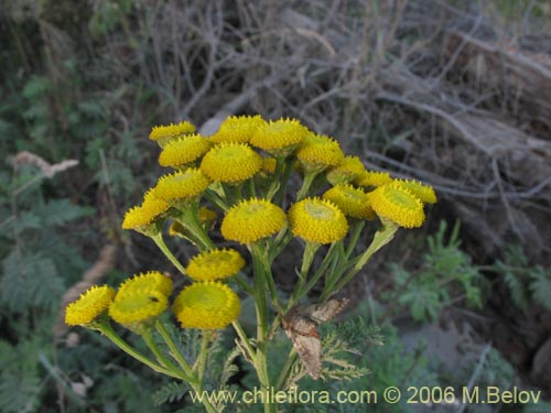 Image of Senecio sp. #1487 (). Click to enlarge parts of image.